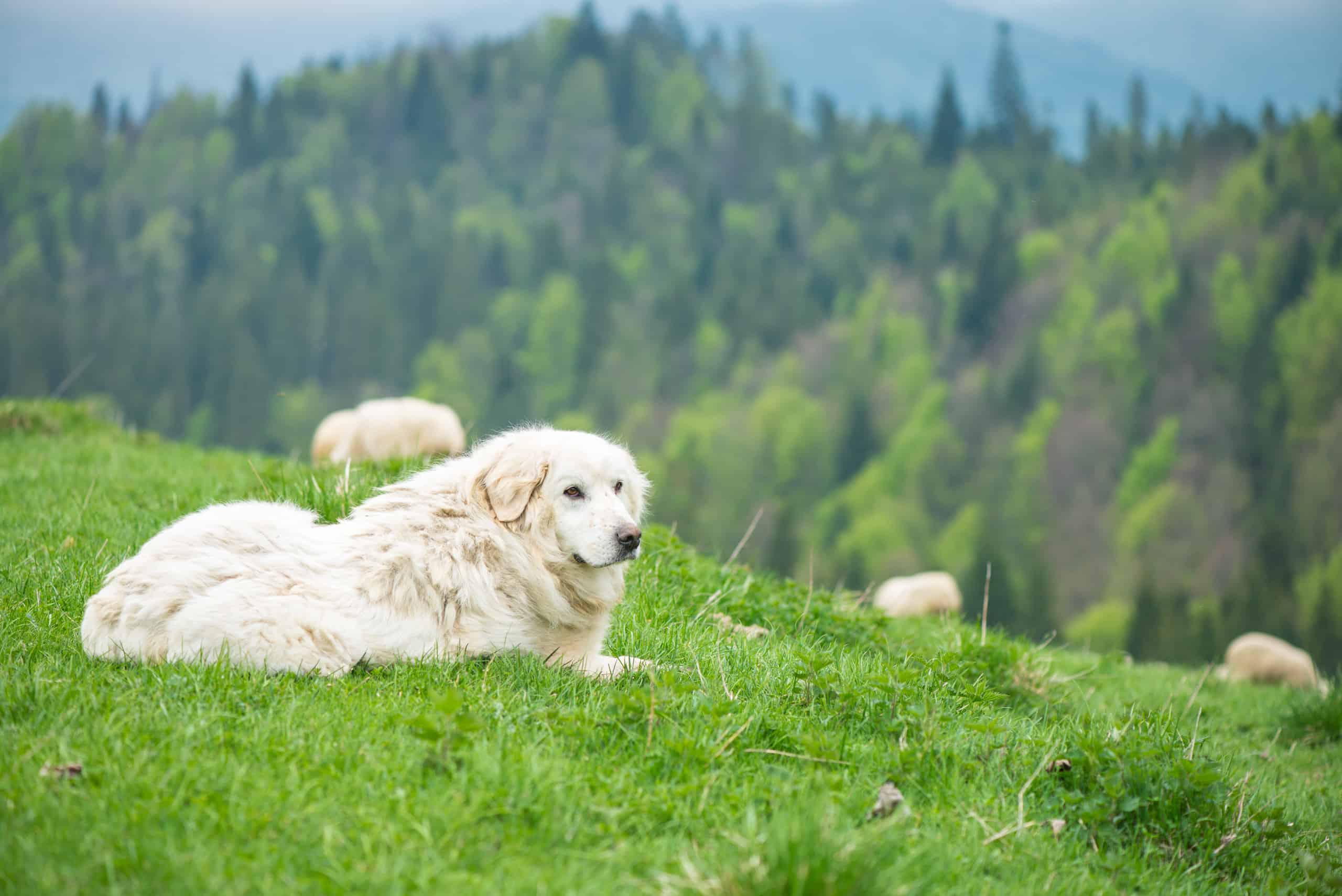 A white Polish Tatra Sheepdog guarding sheep
